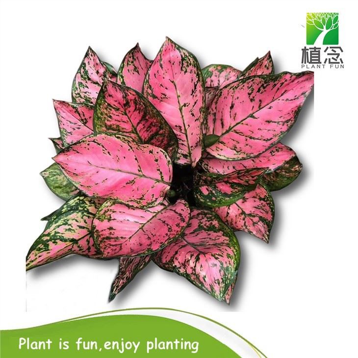 Aglaonema Red Aspicious