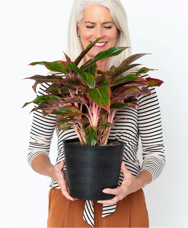 bloomscape_peopleplants_red-aglaonema-NEW