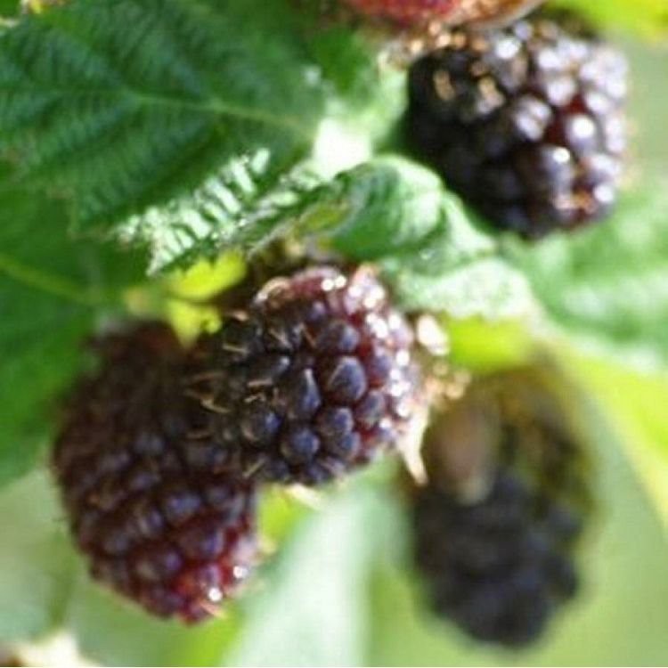 Gervuogių augalas – užsiauginkite savo gervuogių uogienės dovanų rinkinį
