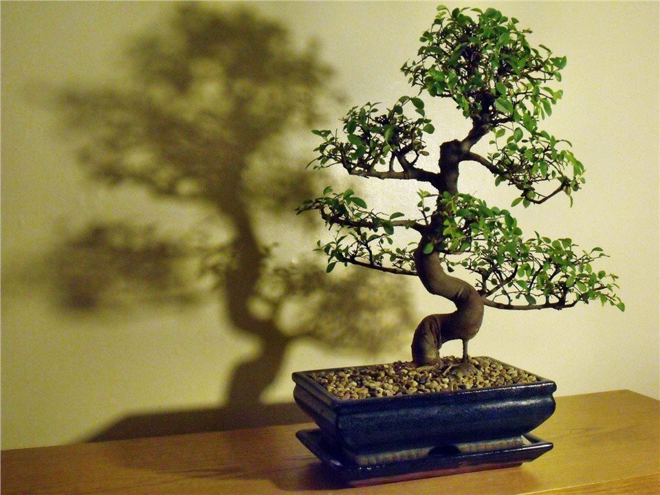 Kininė guoba (Ulmus Parvifolia)