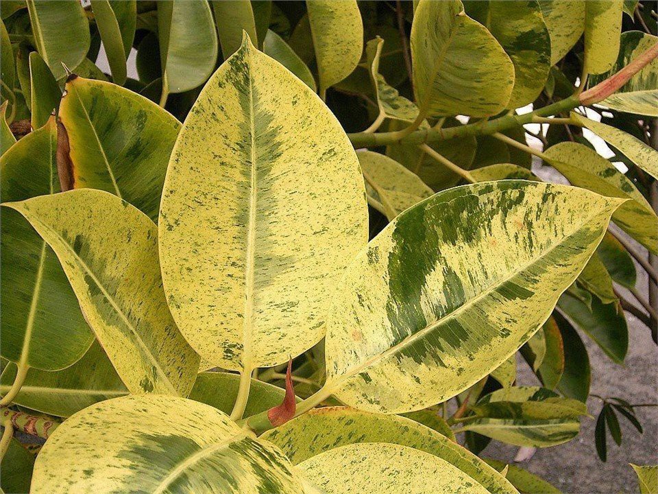Ficus Elastica Shivereana