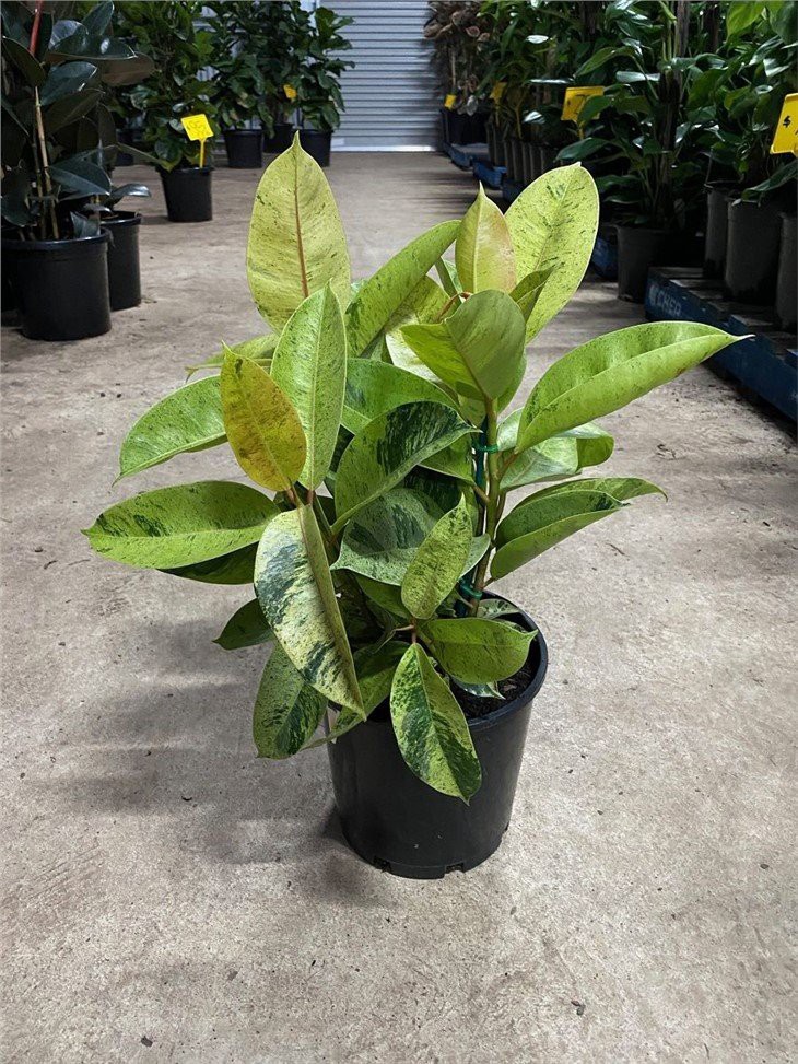 shivereana rubber tree