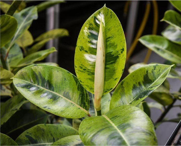shivereana rubber plant