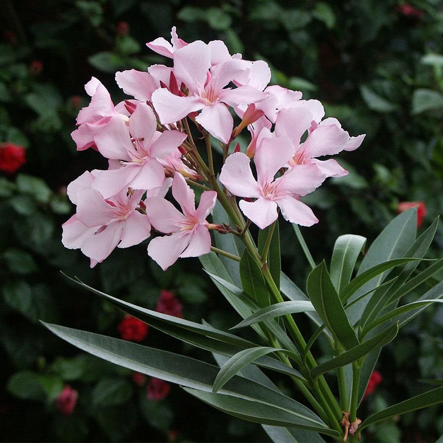Oleandras (Nerium Oleander